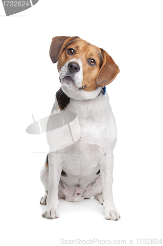 Image of Beagle