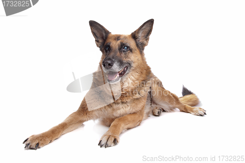 Image of Old and blind German shepherd