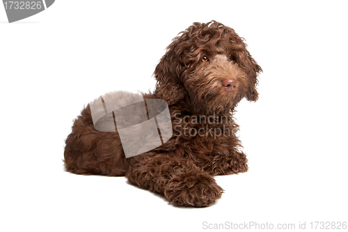 Image of Labradoodle puppy