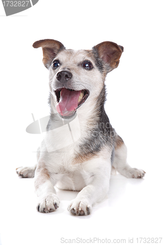 Image of old and blind jack russel terrier
