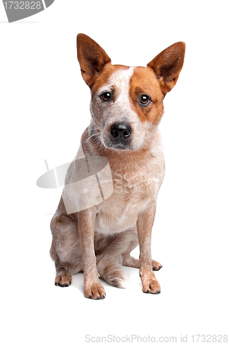 Image of Australian Cattle Dog (red coat)