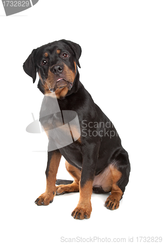 Image of Young rottweiler