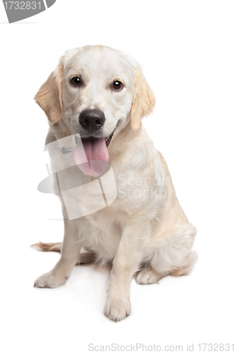 Image of Golden Retriever