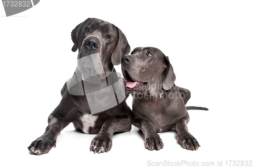 Image of Two grey great Dane dogs