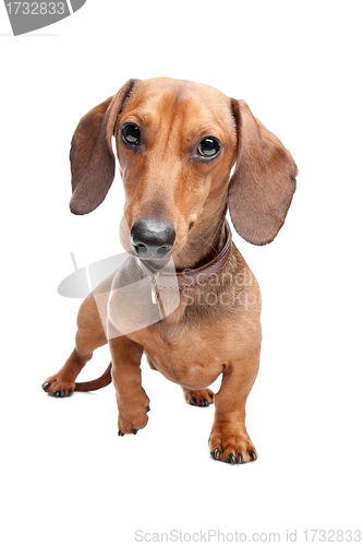 Image of Dachshund