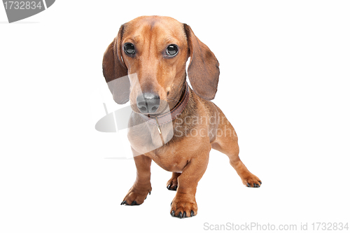 Image of Dachshund