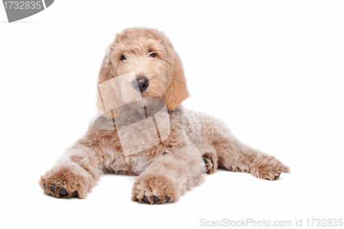 Image of Labradoodle puppy