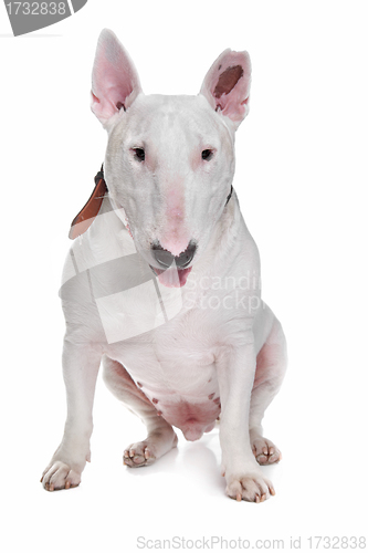 Image of White Bull terrier