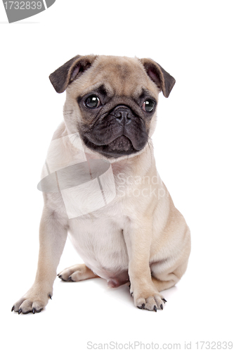 Image of Pug dog