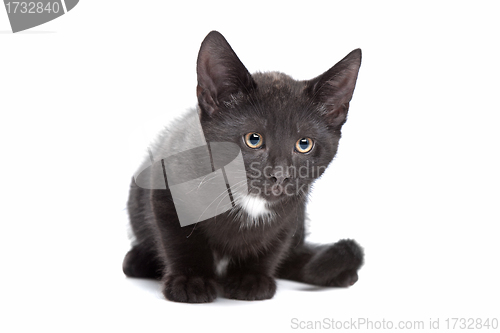 Image of black kitten