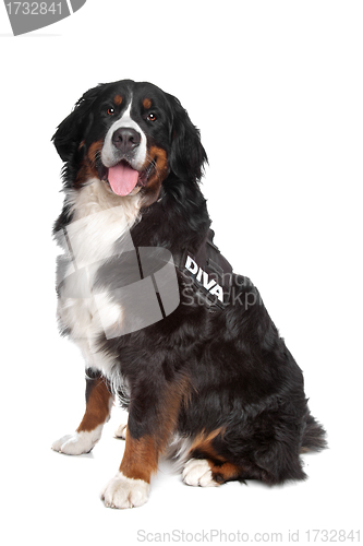 Image of Bernese Mountain Dog