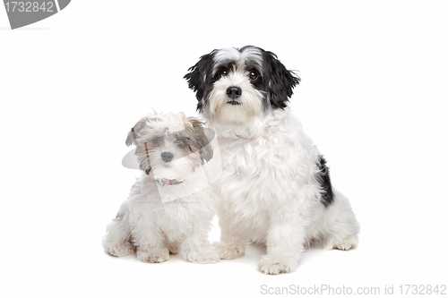 Image of two boomer dogs