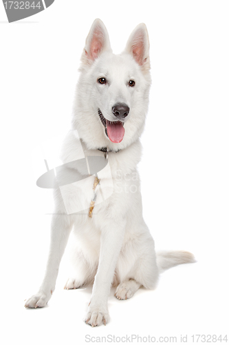 Image of white shepherd dog