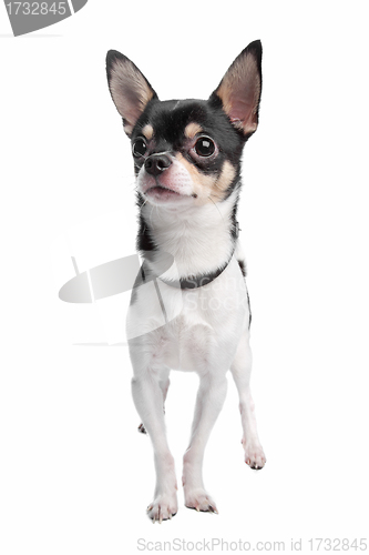 Image of chihuahua
