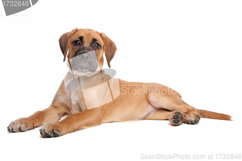 Image of mixed breed puppy