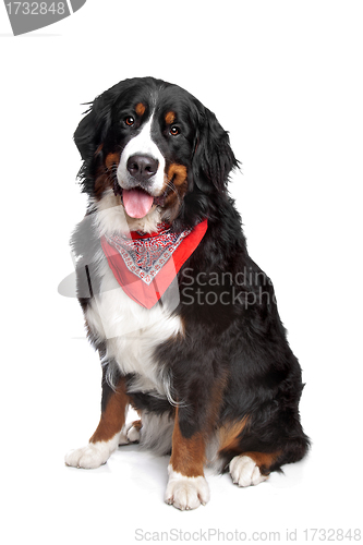 Image of Bernese Mountain Dog