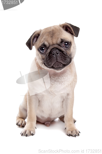 Image of Pug dog