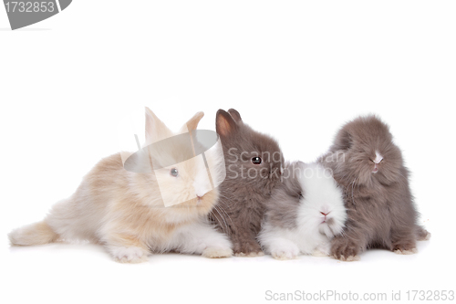 Image of four young rabbits in a row