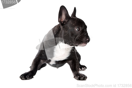 Image of Black and white French Bulldog