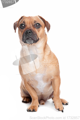 Image of mixed breed dog