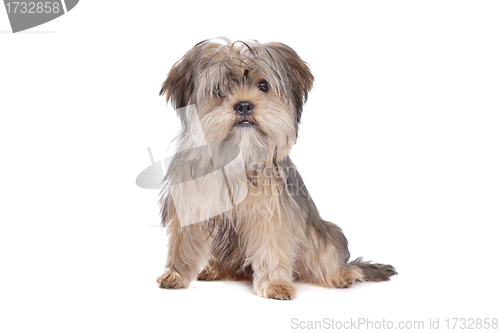 Image of Shih Tzu