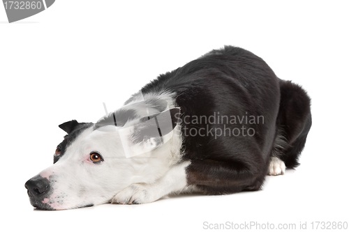 Image of border collie