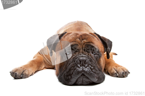 Image of Bullmastiff