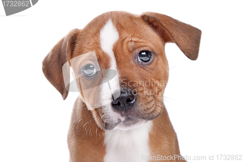 Image of Staffordshire Bull Terrier puppy