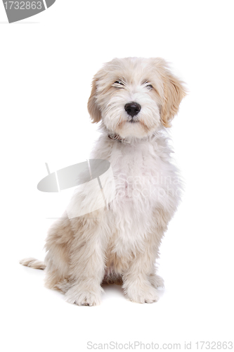 Image of Tibetan Terrier