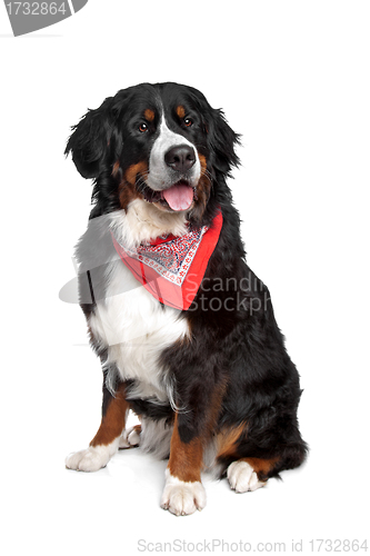 Image of Bernese Mountain Dog