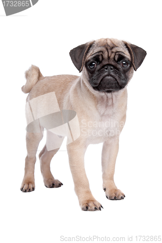 Image of pug puppy