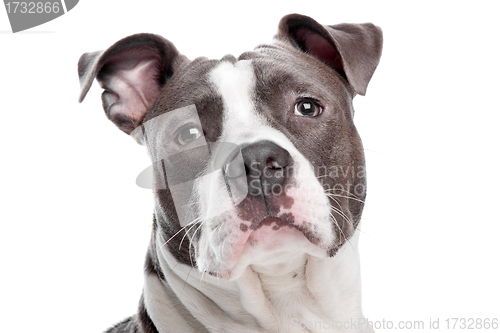 Image of American Staffordshire Terrier puppy