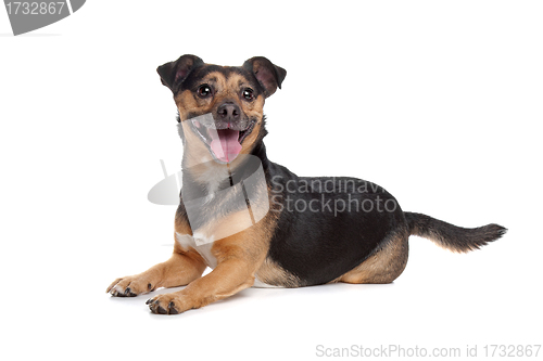 Image of black and tan Jack Russel Terrier