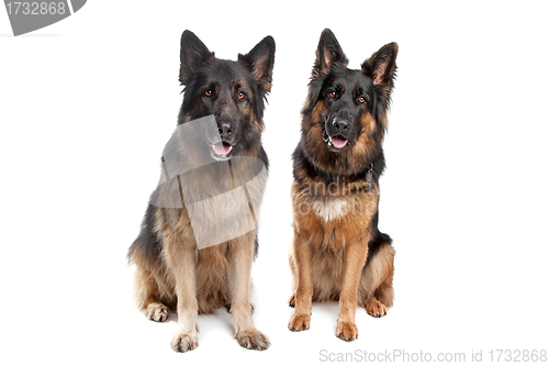 Image of Two German shepherd dogs