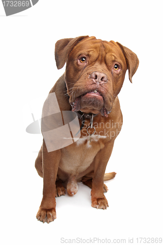 Image of French mastiff