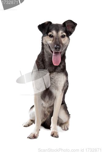 Image of mixed breed dog