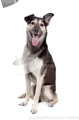 Image of mixed breed dog