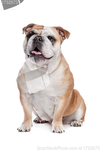 Image of English bulldog