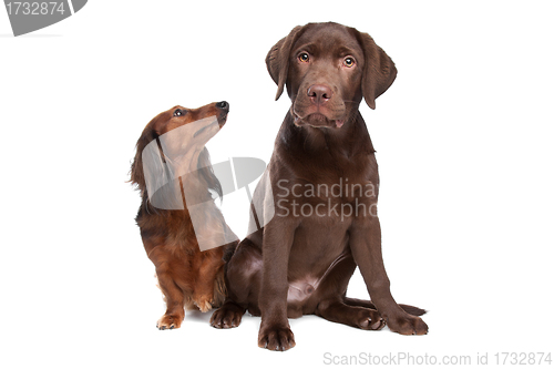 Image of Dachshund and a chocolate labrador pup