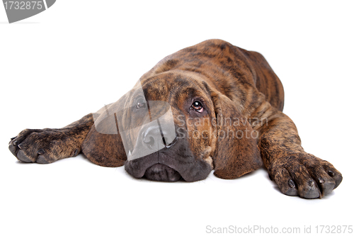 Image of Brazilian Mastiff or Fila Brasileiro