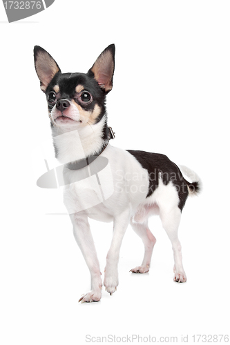 Image of chihuahua