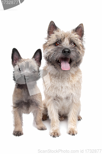 Image of Puppy and adult cairn Terrier