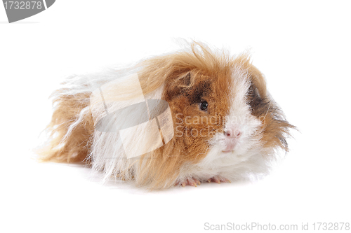 Image of long haired guinea pig