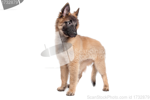 Image of Belgian Shepherd (Tervuren) puppy