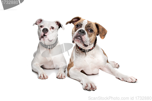 Image of Two American Bulldogs