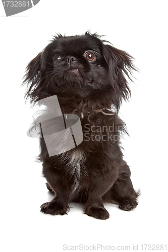 Image of Japanese Spaniel