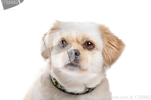 Image of mixed breed dog