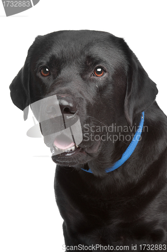 Image of black labrador retriever