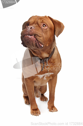 Image of French mastiff