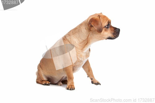 Image of mixed breed dog